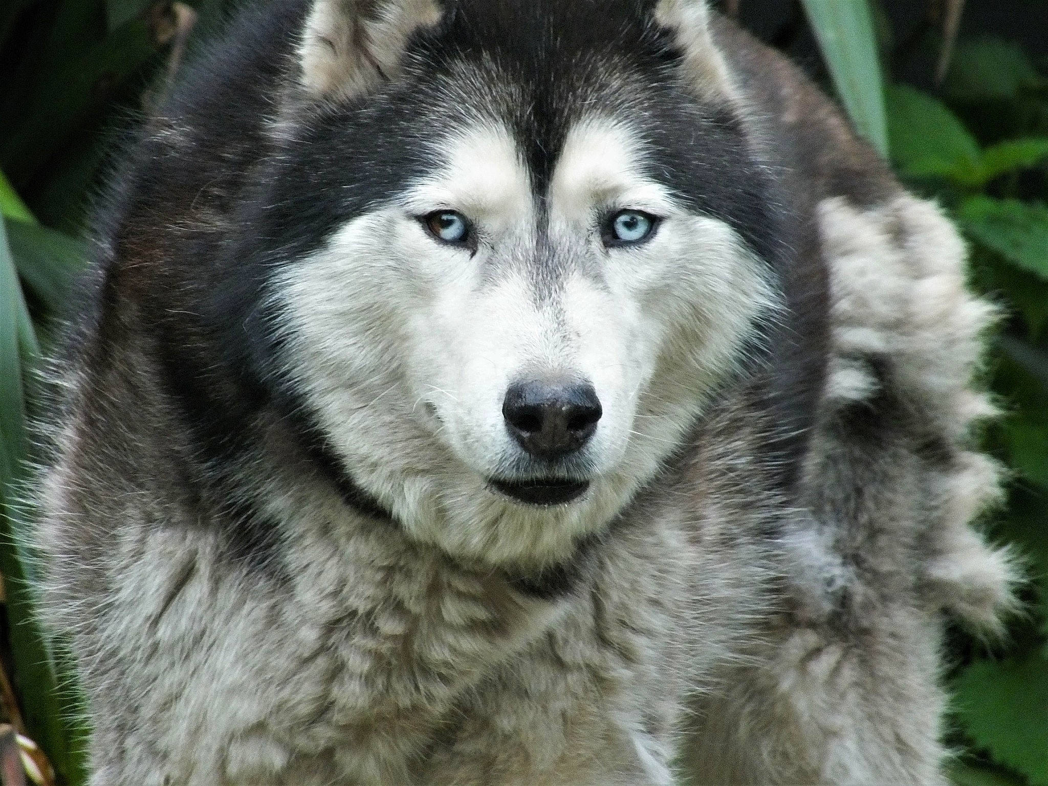 Simba a rejoint le concours — aidez-le/la à gagner de superbes lots ! alaskan_malamute, canadian_eskimo_dog, canidae, canis, canis_lupus_tundrarum, carnivore, czechoslovakian_wolfdog, dog, dog_breed, mammal, native_american_indian_dog, northern_inuit_dog, saarloos_wolfdog, sakhalin_husky, siberian_husky, sled_dog, tamaskan_dog, vertebrate, wolf, wolfdog