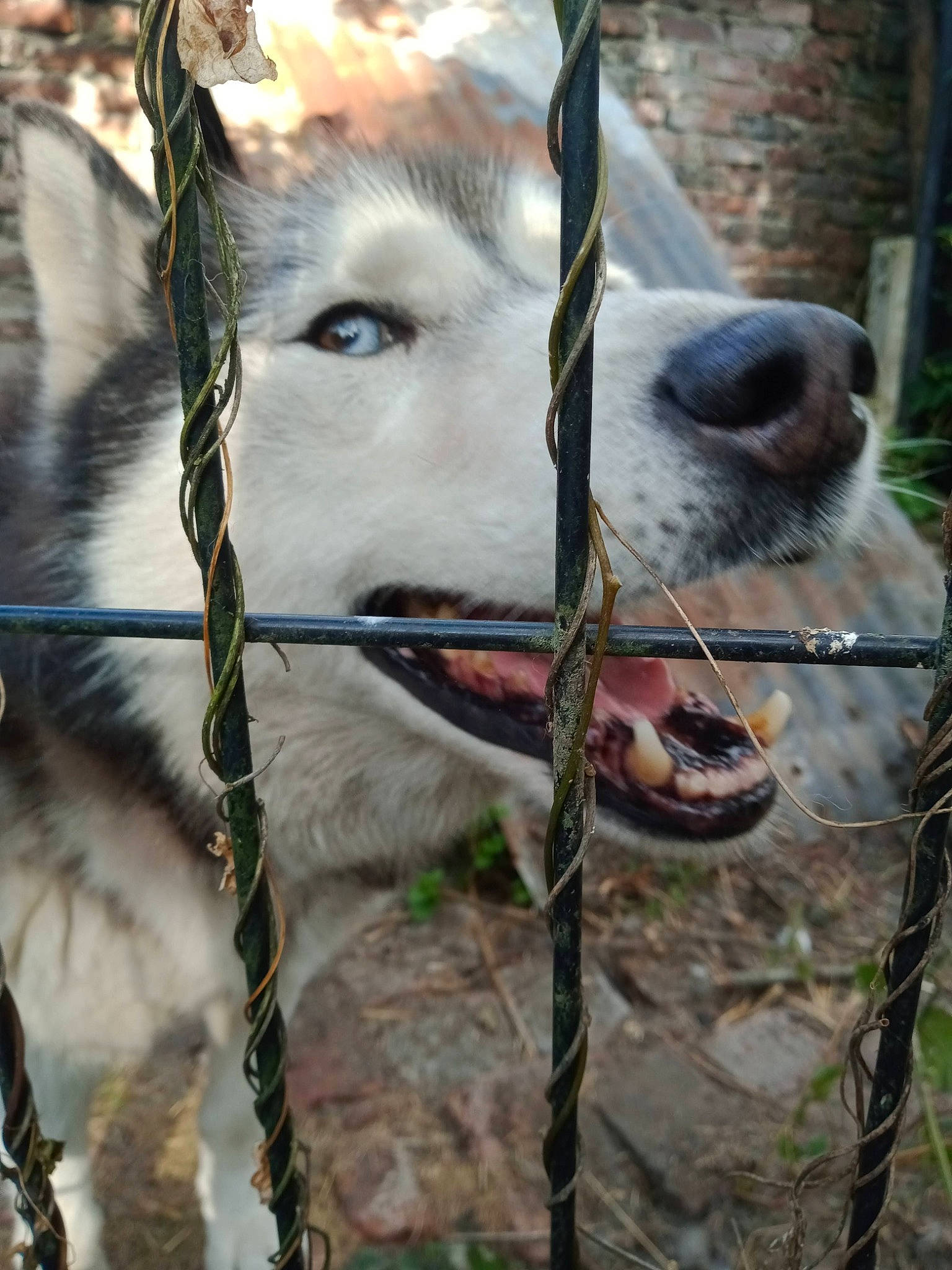 Simba a rejoint le concours — aidez-le/la à gagner de superbes lots ! chain_link_fencing, dog_breed, eyelash, fawn, fence, fur, grass, landscape, livestock, mesh, pack_animal, pet_supply, plant, recreation, snout, terrestrial_animal, whiskers, wildlife, wire_fencing, working_animal
