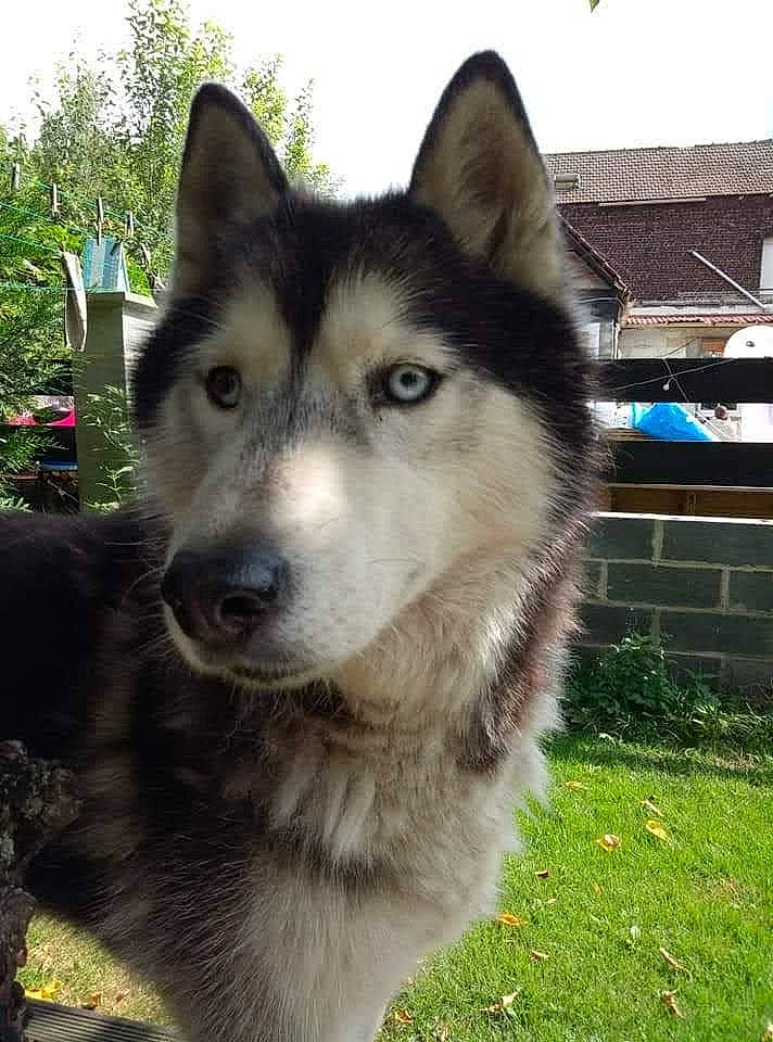 Simba participe au concours pour gagner de l'argent avec cette photo : canidae, canis, carnivore, collar, companion_dog, dog, dog_breed, eye, fur, grass, jaw, plant, sled_dog, snout, sporting_group, terrestrial_animal, tree, whiskers, wolf, working_animal