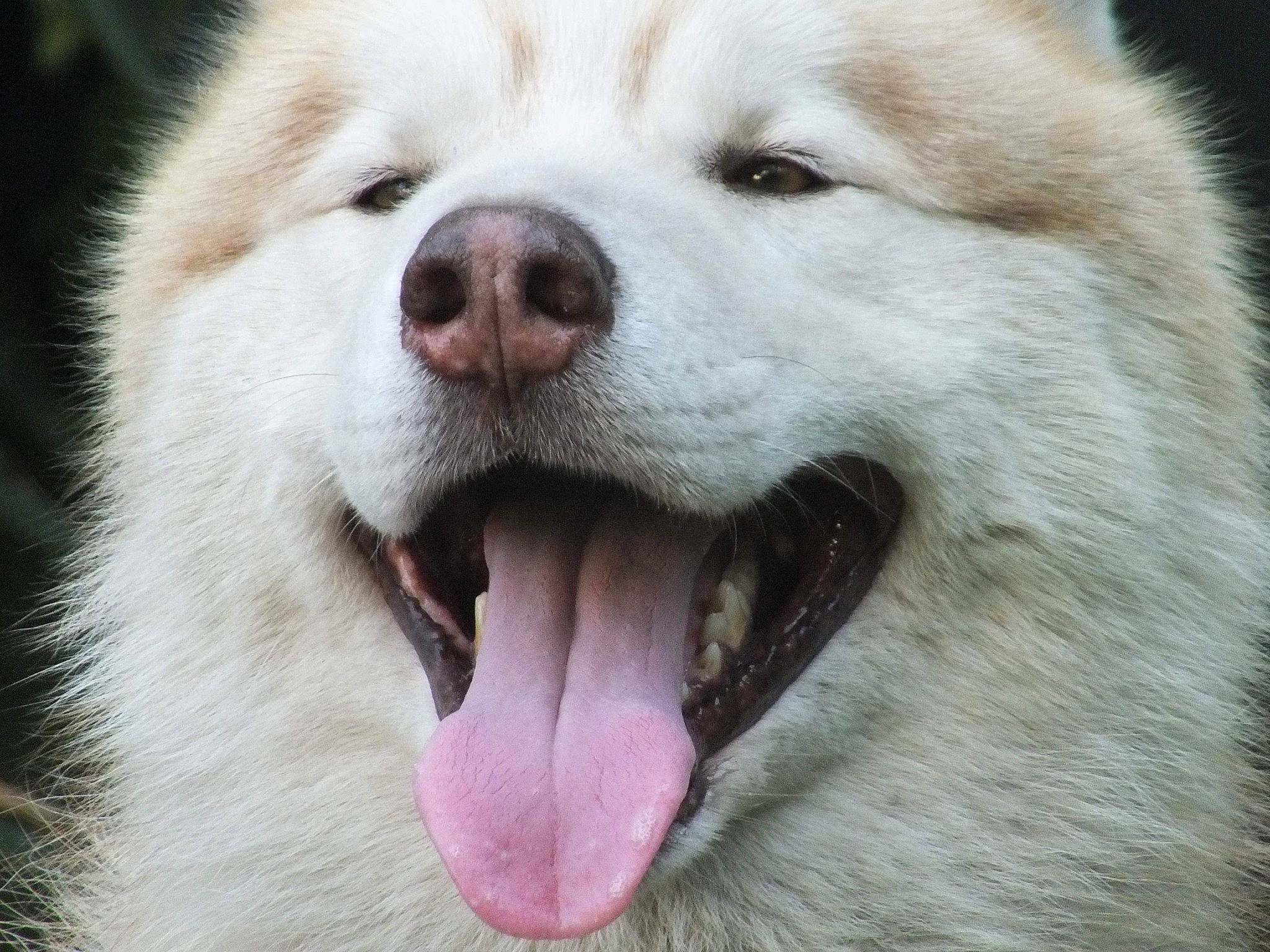 Pégase participe au concours pour gagner de l'argent avec cette photo : ancient_dog_breeds, carnivore, close_up, companion_dog, dog, dog_breed, fang, fur, jaw, non_sporting_group, photography, snout, sporting_group, terrestrial_animal, volpino_italiano, whiskers, working_animal, working_dog