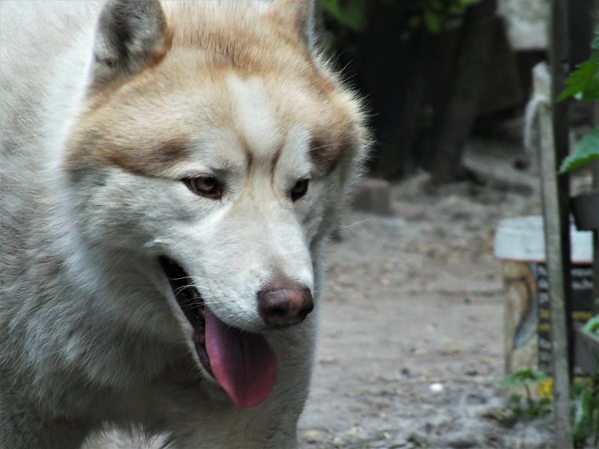Pégase participe au concours pour gagner de l'argent avec cette photo : alaskan_malamute, canadian_eskimo_dog, canidae, carnivore, czechoslovakian_wolfdog, dog, dog_breed, east_siberian_laika, greenland_dog, mammal, native_american_indian_dog, northern_inuit_dog, saarloos_wolfdog, sakhalin_husky, seppala_siberian_sleddog, shikoku, siberian_husky, tamaskan_dog, vertebrate, wolfdog