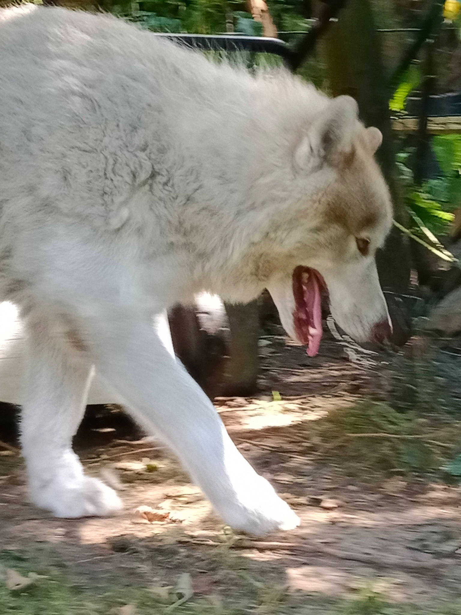 Pégase a rejoint le concours — aidez-le/la à gagner de superbes lots ! canidae, canis, canis_lupus_tundrarum, carnivore, claw, dog_breed, fang, fur, grass, jaw, snout, sporting_group, terrestrial_animal, wildlife, wolf, zoo