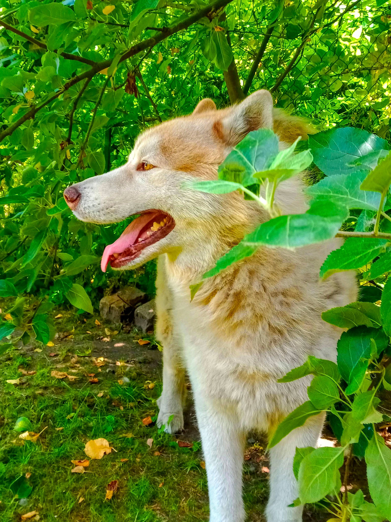 Pégase participe au concours pour gagner de l'argent avec cette photo : ancient_dog_breeds, art, canidae, carnivore, companion_dog, dog, dog_breed, fang, fawn, forest, grass, plant, snout, sporting_group, tail, terrestrial_animal, tree, wildlife, working_animal, working_dog