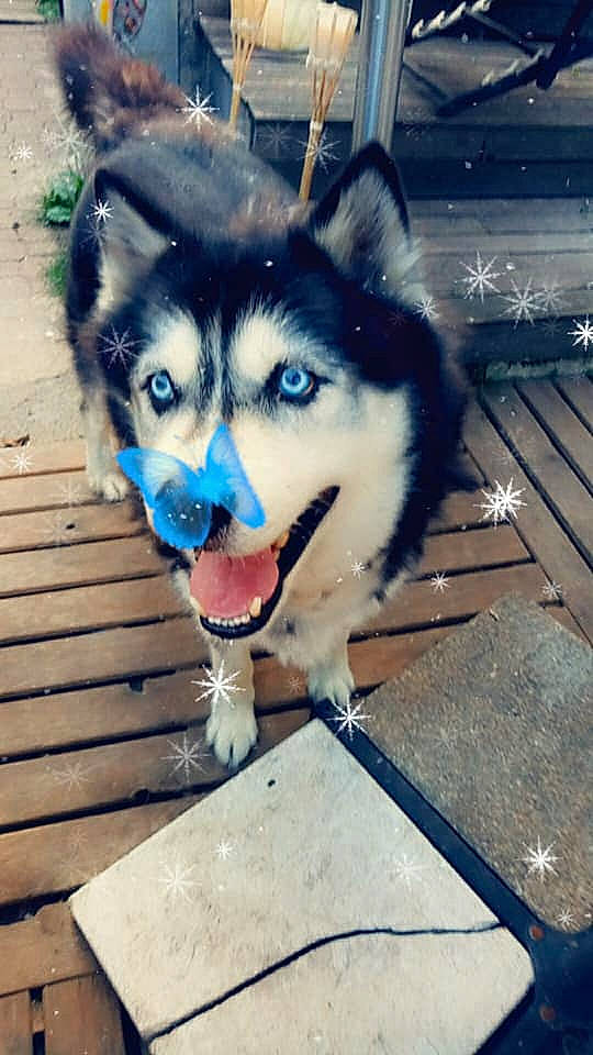 Dark Angel a rejoint le concours — aidez-le/la à gagner de superbes lots ! alaskan_klee_kai, alaskan_malamute, canidae, carnivore, dog, dog_breed, greenland_dog, labrador_husky, mammal, miniature_siberian_husky, native_american_indian_dog, nose, sakhalin_husky, seppala_siberian_sleddog, siberian_husky, sled_dog, snout, vertebrate, wolfdog, working_dog