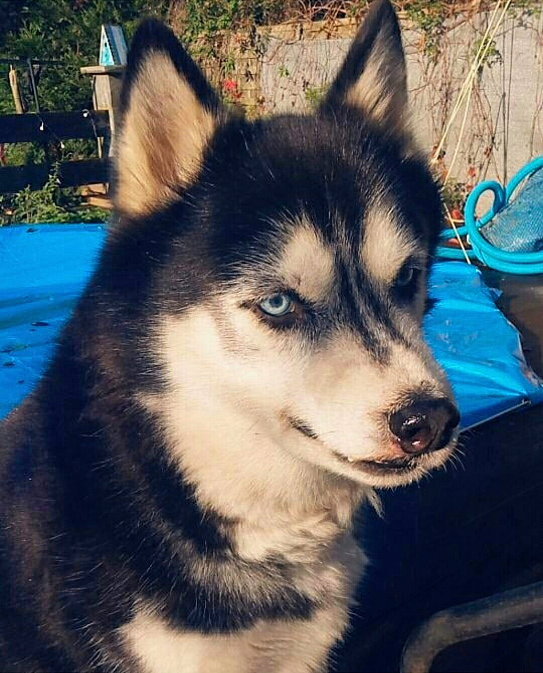 Dark Angel a rejoint le concours — aidez-le/la à gagner de superbes lots ! alaskan_malamute, canidae, carnivore, dog, dog_breed, east_siberian_laika, greenland_dog, mammal, miniature_siberian_husky, native_american_indian_dog, northern_inuit_dog, saarloos_wolfdog, sakhalin_husky, seppala_siberian_sleddog, siberian_husky, sled_dog, tamaskan_dog, vertebrate, wolfdog, working_dog