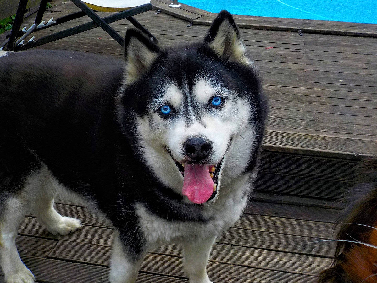 Dark Angel a rejoint le concours — aidez-le/la à gagner de superbes lots ! alaskan_malamute, canadian_eskimo_dog, canidae, carnivore, dog, dog_breed, east_siberian_laika, greenland_dog, mammal, miniature_siberian_husky, native_american_indian_dog, northern_inuit_dog, sakhalin_husky, seppala_siberian_sleddog, siberian_husky, sled_dog, snout, tamaskan_dog, vertebrate, wolfdog