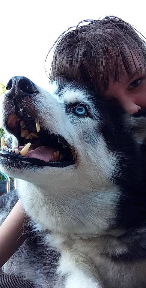 Dark Angel a rejoint le concours — aidez-le/la à gagner de superbes lots ! canidae, carnivore, companion_dog, dog, dog_breed, fang, fur, happy, jaw, mammal, nose, plant, siberian_husky, sky, smile, snout, sporting_group, vertebrate, whiskers, working_animal