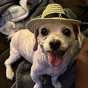 Kracker joined the competition — help win amazing prizes! animal, blanket, companion, cozy, cute, dog, domestic_animal, ears, face, fur, happy, hat, indoor, pet, sitting, small_dog, smiling, straw_hat, tongue_out, white_dog