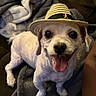 animal, blanket, companion, cozy, cute, dog, domestic_animal, ears, face, fur, happy, hat, indoor, pet, sitting, small_dog, smiling, straw_hat, tongue_out, white_dog