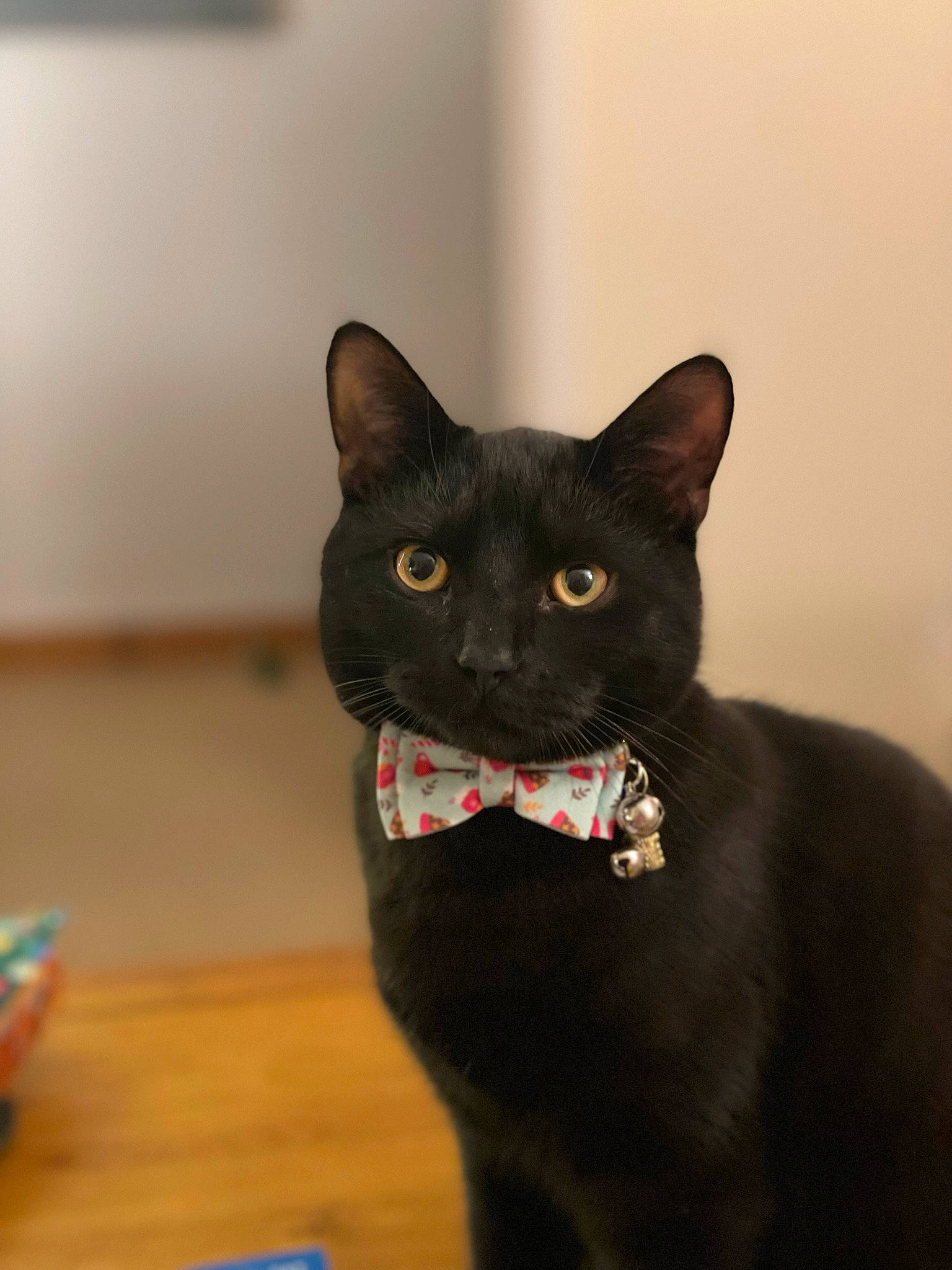 Cashew joined the competition — help win amazing prizes! black_cat, bombay, carnivore, cat, cat_supply, domestic_short_haired_cat, ear, felidae, fur, hardwood, havana_brown, iris, pet_supply, small_to_medium_sized_cats, snout, whiskers