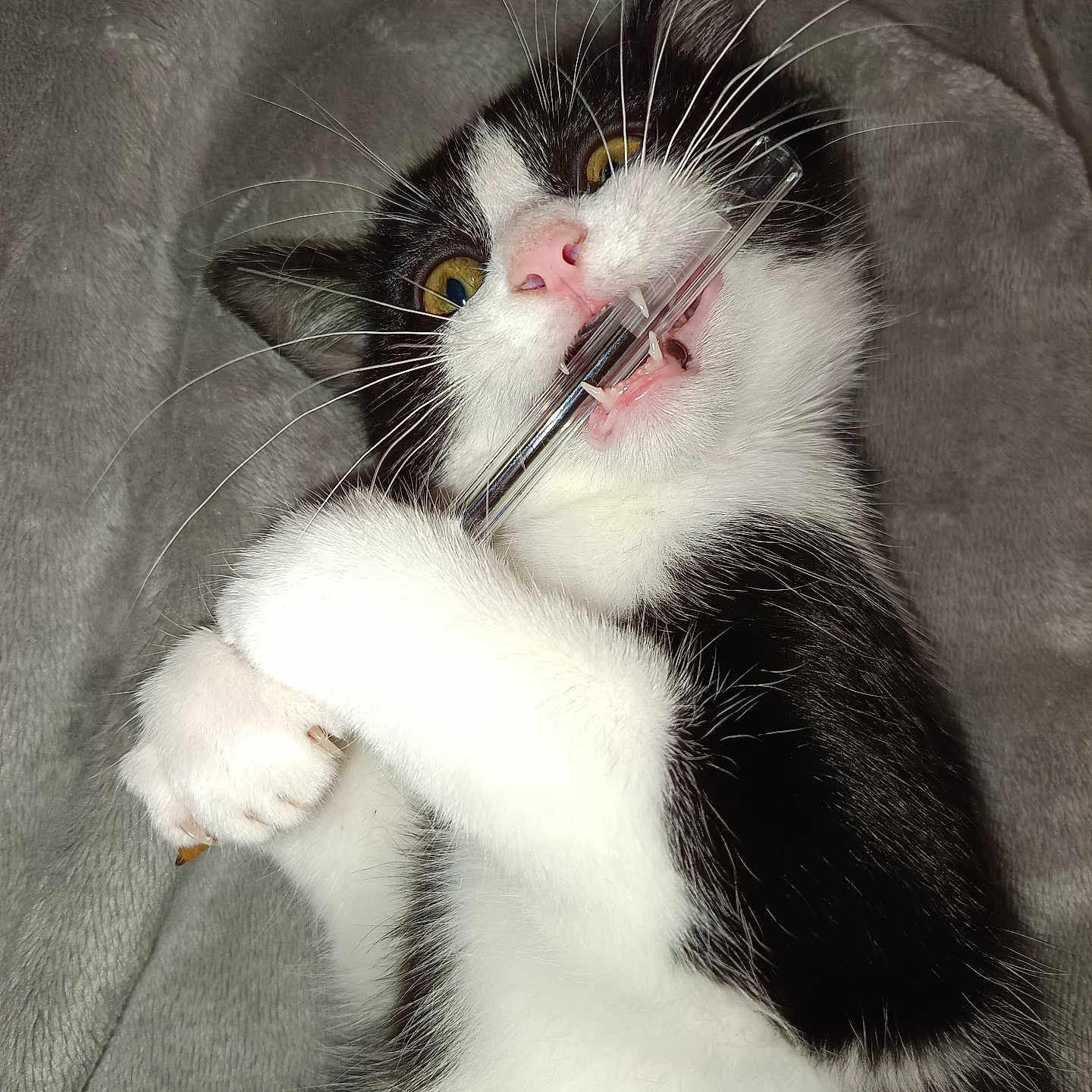 Fripouille participe au concours pour gagner de l'argent avec cette photo : abyssinian, animal, bodypart, brush, cat, claw, couch, device, electronics, finger, furniture, hand, hardware, hook, kitten, manx, mouth, person, pet, tool