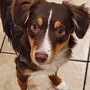 Geoffrey Albright is registered to the contest to win money with this photo: dog, brown, white, puppy, pet, animal, fur, ears, eyes, nose, floor, tile, indoor, cute, looking_up, small_dog, canine, domestic_animal, pet_accessory, portrait