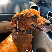 Heidi joined the competition — help win amazing prizes! dog, brown_dog, pet, animal, canine, short_hair, floppy_ears, tongue_out, smiling, happy, collar, leopard_print, car, vehicle, passenger, dashboard, interior, sunlight, portrait, close_up