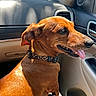 dog, brown_dog, pet, animal, canine, short_hair, floppy_ears, tongue_out, smiling, happy, collar, leopard_print, car, vehicle, passenger, dashboard, interior, sunlight, portrait, close_up