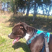 Zeus participe au concours pour gagner de l'argent avec cette photo : dog, black_and_white, harness, tongue_out, outdoor, grass, trees, sunny, pet, canine, nature, leash, walking, side_view, daylight, animal, happy, muzzle, field, summer