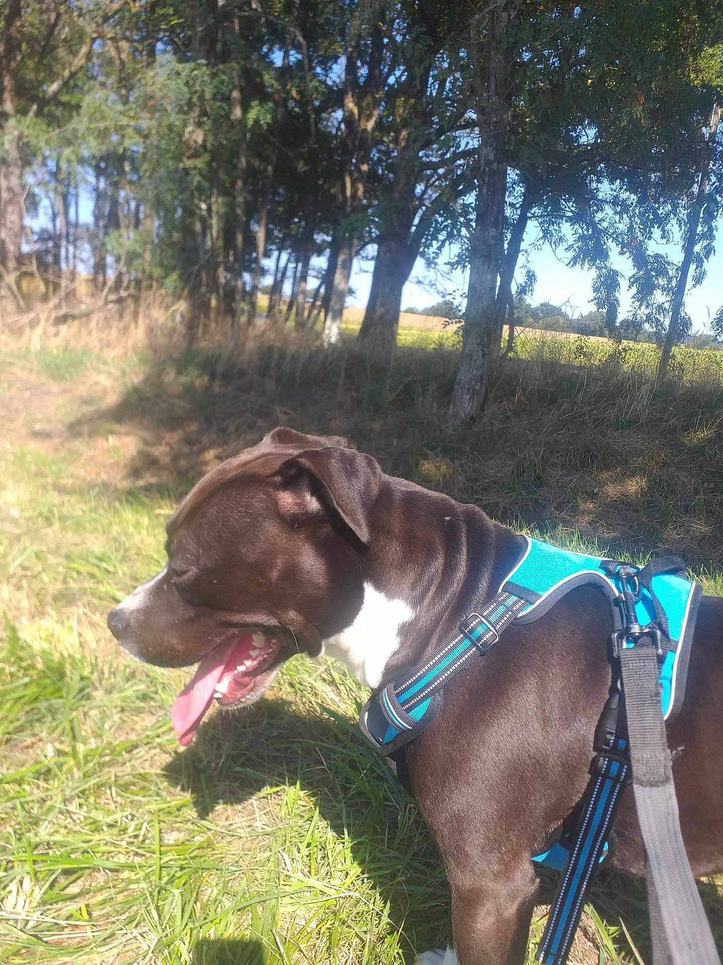 Zeus participe au concours pour gagner de l'argent avec cette photo : dog, black_and_white, harness, tongue_out, outdoor, grass, trees, sunny, pet, canine, nature, leash, walking, side_view, daylight, animal, happy, muzzle, field, summer