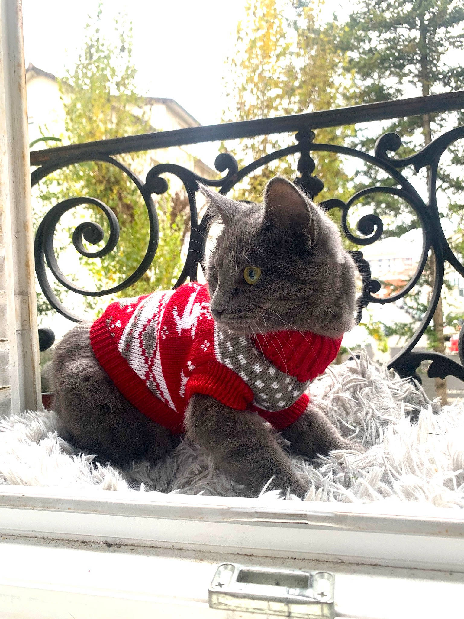 Lilith participe au concours pour gagner de l'argent avec cette photo : black_cat, canidae, carmine, carnivore, cat, domestic_short_haired_cat, felidae, freezing, fur, grass, metal, plant, sky, small_to_medium_sized_cats, snout, tail, terrestrial_animal, tree, whiskers, window