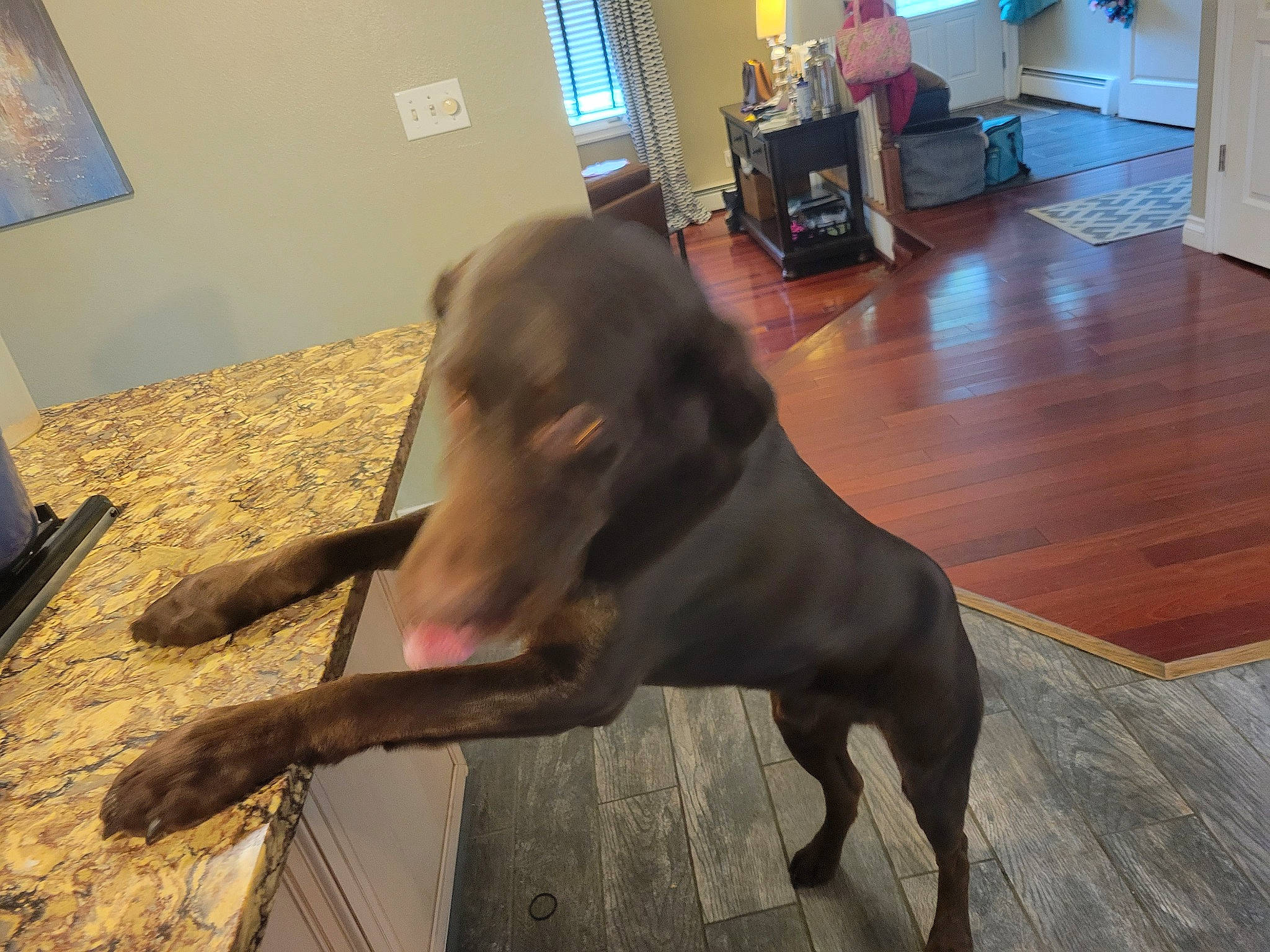 Mac joined the competition — help win amazing prizes! cabinetry, canidae, carnivore, chest_of_drawers, companion_dog, dog, dog_breed, fawn, floor, flooring, hardwood, home_appliance, houseplant, liver, picture_frame, refrigerator, snout, tail, wood, working_animal