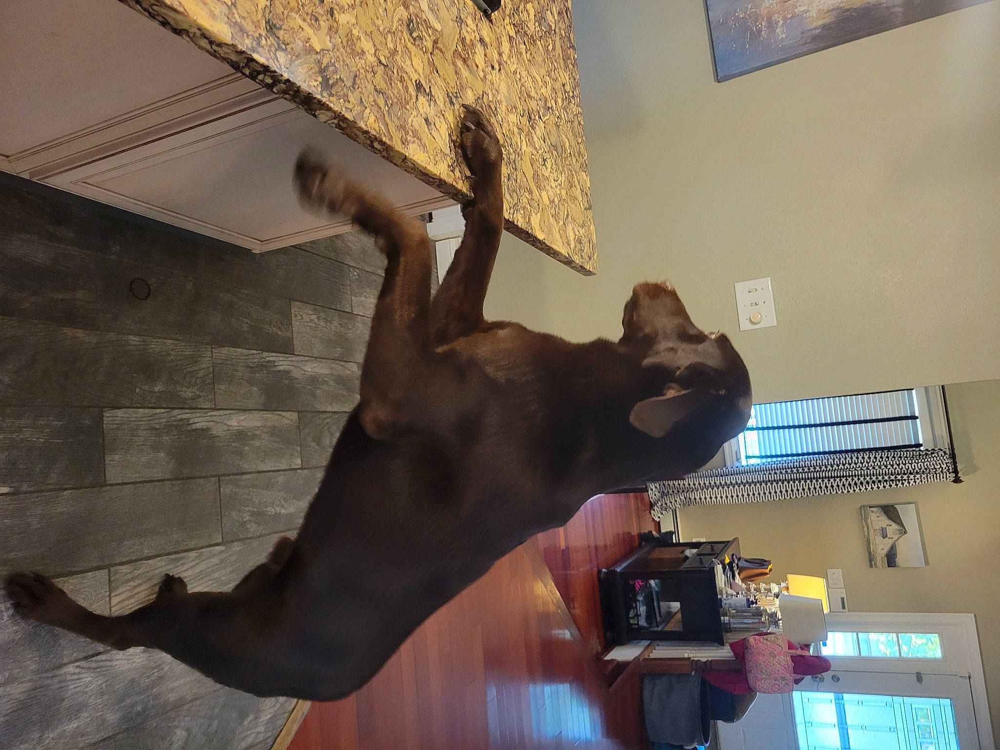 Mac joined the competition — help win amazing prizes! art, bronze_sculpture, canidae, ceiling, dog_breed, fawn, fun, gesture, hardwood, metal, religious_item, room, sculpture, shadow, snout, sporting_group, tail, visual_arts, wood, working_animal