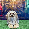 dog, small_dog, long_ears, fluffy_paws, artificial_grass, fireplace, decorative_screen, stone_wall, green_chair, red_lantern, indoor, cozy, pet, animal, sitting, calm, portrait, furniture, background, decor