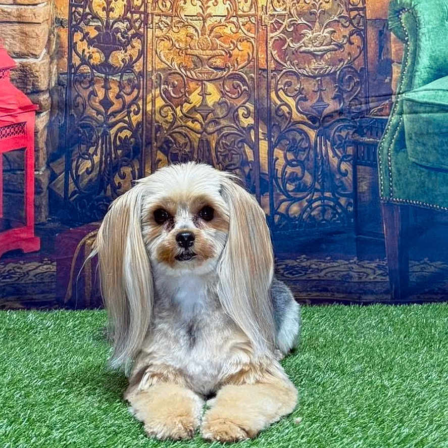 Layla