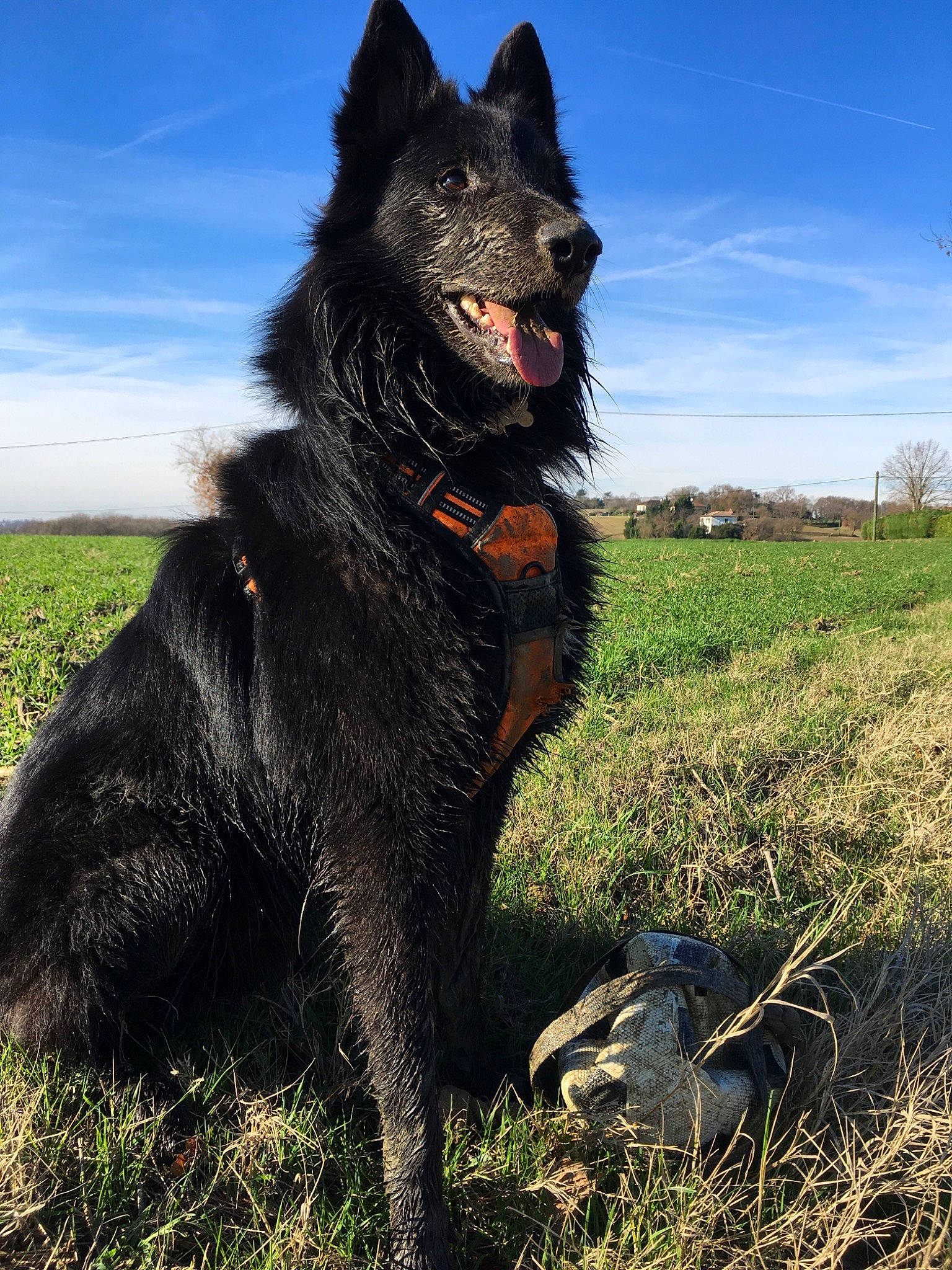 Akela participe au concours pour gagner de l'argent avec cette photo : belgian_shepherd, black_norwegian_elkhound, bohemian_shepherd, canidae, carnivore, dog, dog_breed, dutch_shepherd_dog, eurasier, finnish_lapphund, groenendael, kai_ken, mammal, mudi, schipperke, swedish_lapphund, vertebrate