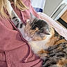 Minouche participe au concours pour gagner de l'argent avec cette photo : cat, calico_cat, sleeping, pet, animal, feline, fur, striped_fur, white_fur, orange_fur, black_fur, closed_eyes, cuddling, person, hoodie, pink_clothing, lap, indoors, blanket, cozy