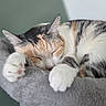 cat, calico_cat, sleeping, pet, animal, close_up, portrait, whiskers, ears, paws, paw_pads, fur, tricolor, gray, white, orange, black, cozy, blanket, indoors