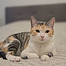 Minouche a rejoint le concours — aidez-le/la à gagner de superbes lots ! cat, calico_cat, pet, feline, animal, portrait, lying_down, bed, bedroom, soft_blanket, striped_fur, orange_fur, white_fur, black_fur, green_eyes, ears, whiskers, relaxed, indoor, close_up