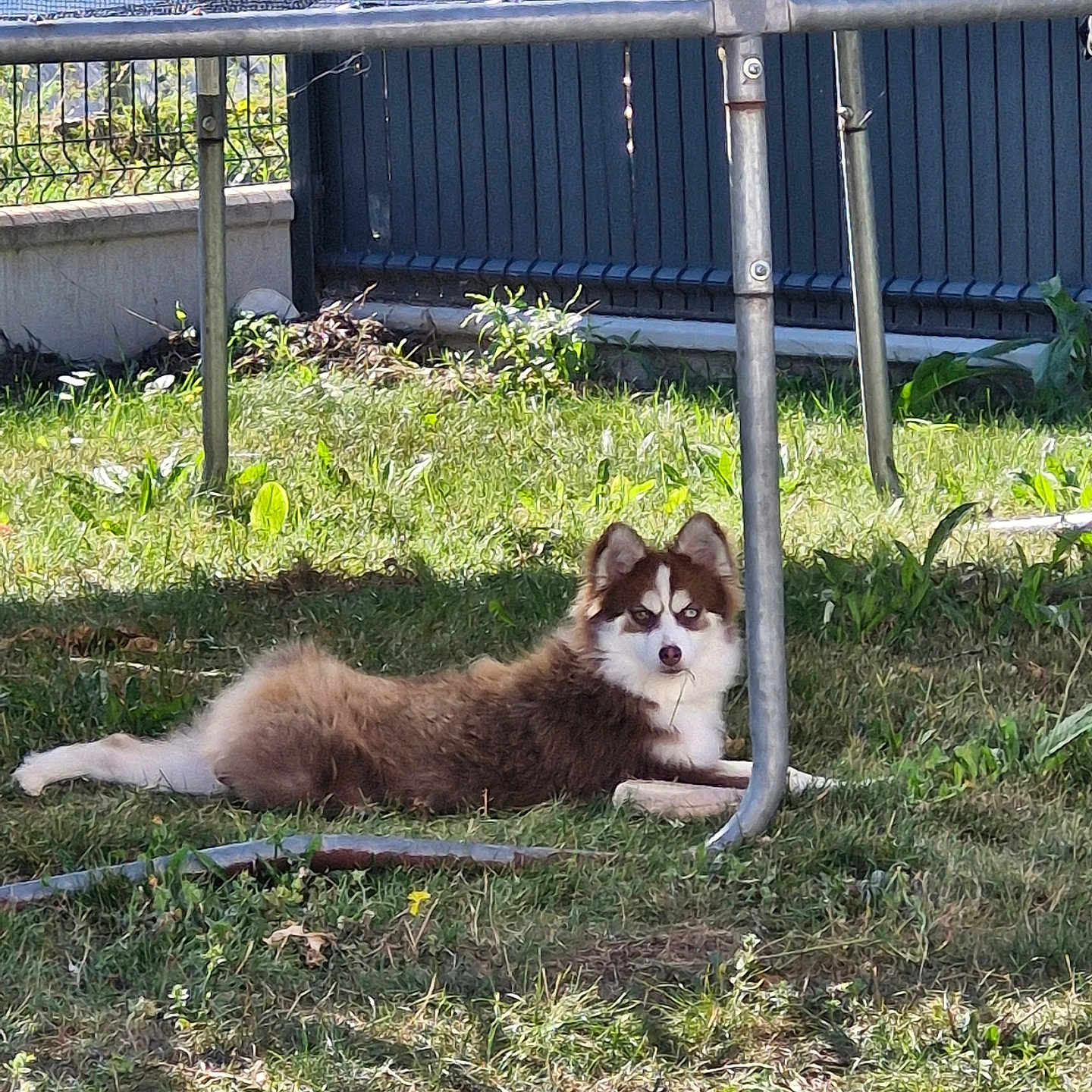 Arya participe au concours pour gagner de l'argent avec cette photo : animal, brown_fur, curious, dog, ears, eyes, fence, grass, husky, laying_down, nature, outdoor, pet, play, puppy, summer, sunny, trampoline, white_fur, yard