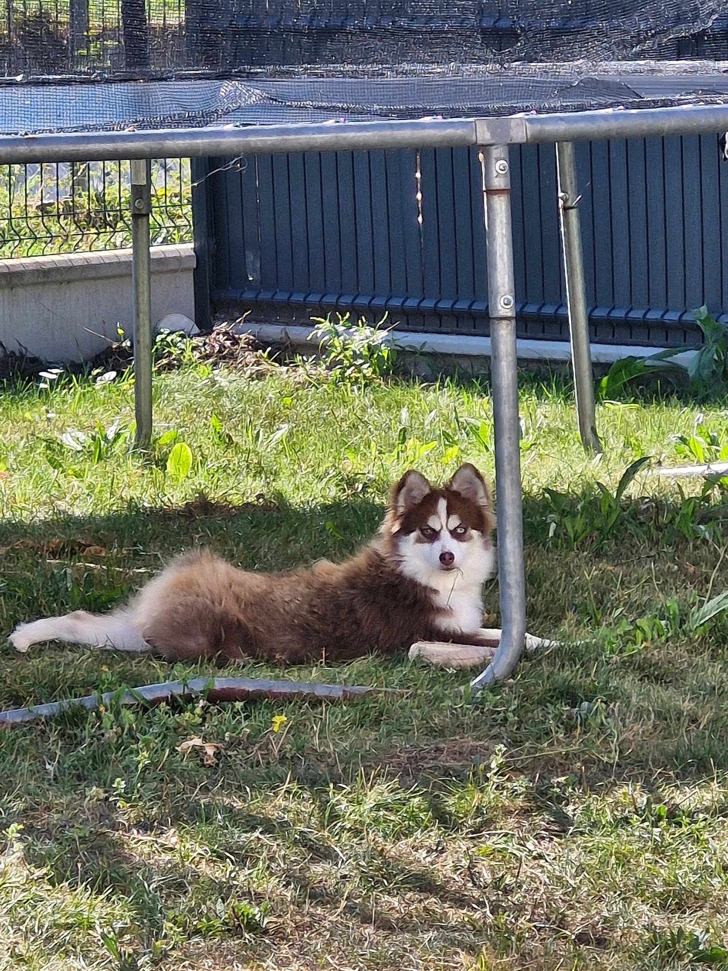 Arya