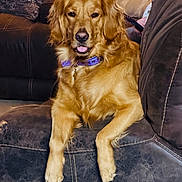 Nala joined the competition — help win amazing prizes! dog, golden_retriever, pet, indoor, couch, furniture, collar, animal, canine, relaxed, tongue_out, brown, fur, living_room, domestic_animal, comfort, seated, household, resting, friendly