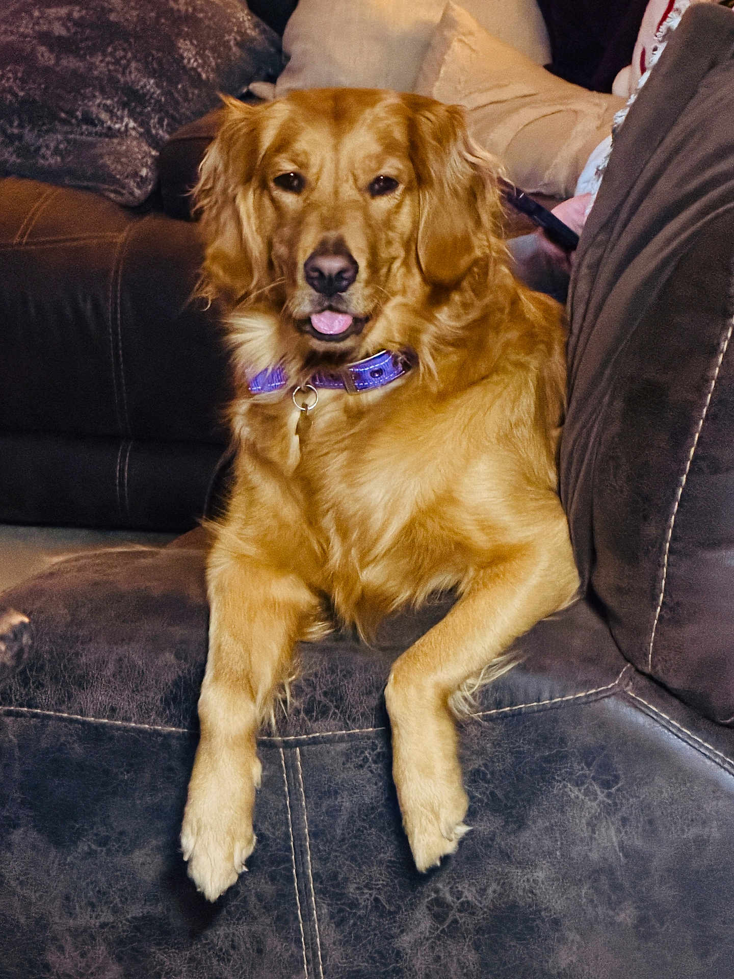 Nala joined the competition — help win amazing prizes! dog, golden_retriever, pet, indoor, couch, furniture, collar, animal, canine, relaxed, tongue_out, brown, fur, living_room, domestic_animal, comfort, seated, household, resting, friendly
