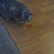 Ziggy joined the competition — help win amazing prizes! cat, gray_tabby, floor, wooden_floor, carpet, bottle_cap, indoor, pet, curious, animal, feline, small_object, looking_down, domestic_cat, whiskers, ears, paws, quiet, home, cozy