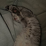 Bulma participe au concours pour gagner de l'argent avec cette photo : cat, sleeping, paws, fur, cozy, blanket, cushion, resting, cute, pet, indoor, relaxed, feline, soft, whiskers, nap, closeup, animal, comfort, domestic