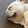Cookie is registered to the contest to win money with this photo: dog, sleeping, close_up, light_fur, paw, face, wrinkles, peaceful, pet, animal, resting, canine, fur, nose, ear, quiet, relaxed, indoor, texture, soft