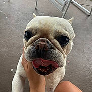 Cookie is registered to the contest to win money with this photo: dog, french_bulldog, pet, animal, close_up, tongue_out, white_dog, cute, face, paw, hand, person, outdoor, concrete_floor, chair, legs, playful, expression, companion, domestic_animal