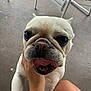 dog, french_bulldog, pet, animal, close_up, tongue_out, white_dog, cute, face, paw, hand, person, outdoor, concrete_floor, chair, legs, playful, expression, companion, domestic_animal