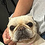 Cookie is registered to the contest to win money with this photo: dog, french_bulldog, pet, close_up, collar, light_colored, animal, cute, face, canine, companion, domestic_animal, indoor, person_hand, gentle_touch, fur, snout, ears, eyes, portrait
