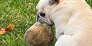 Cookie joined the competition — help win amazing prizes! dog, french_bulldog, grass, outdoor, pet, animal, playing, ball, mouth, cute, canine, nature, fur, sitting, daylight, green, toy, park, snout, ears