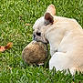 dog, french_bulldog, grass, outdoor, pet, animal, playing, ball, mouth, cute, canine, nature, fur, sitting, daylight, green, toy, park, snout, ears