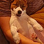arm, blanket, brown, comfort, cozy, cute, dog, fur, indoor, paw, person, pet, puppy, relaxing, resting, sleeping, snuggling, soft, warm, white