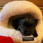 Oscar is registered to the contest to win money with this photo: dog, puppy, pet, plush_bed, bed, indoor, window_blinds, wood_trim, furniture, close_up, black_fur, fur, eyes, nose, paws, cozy, resting, small_breed, cute, home