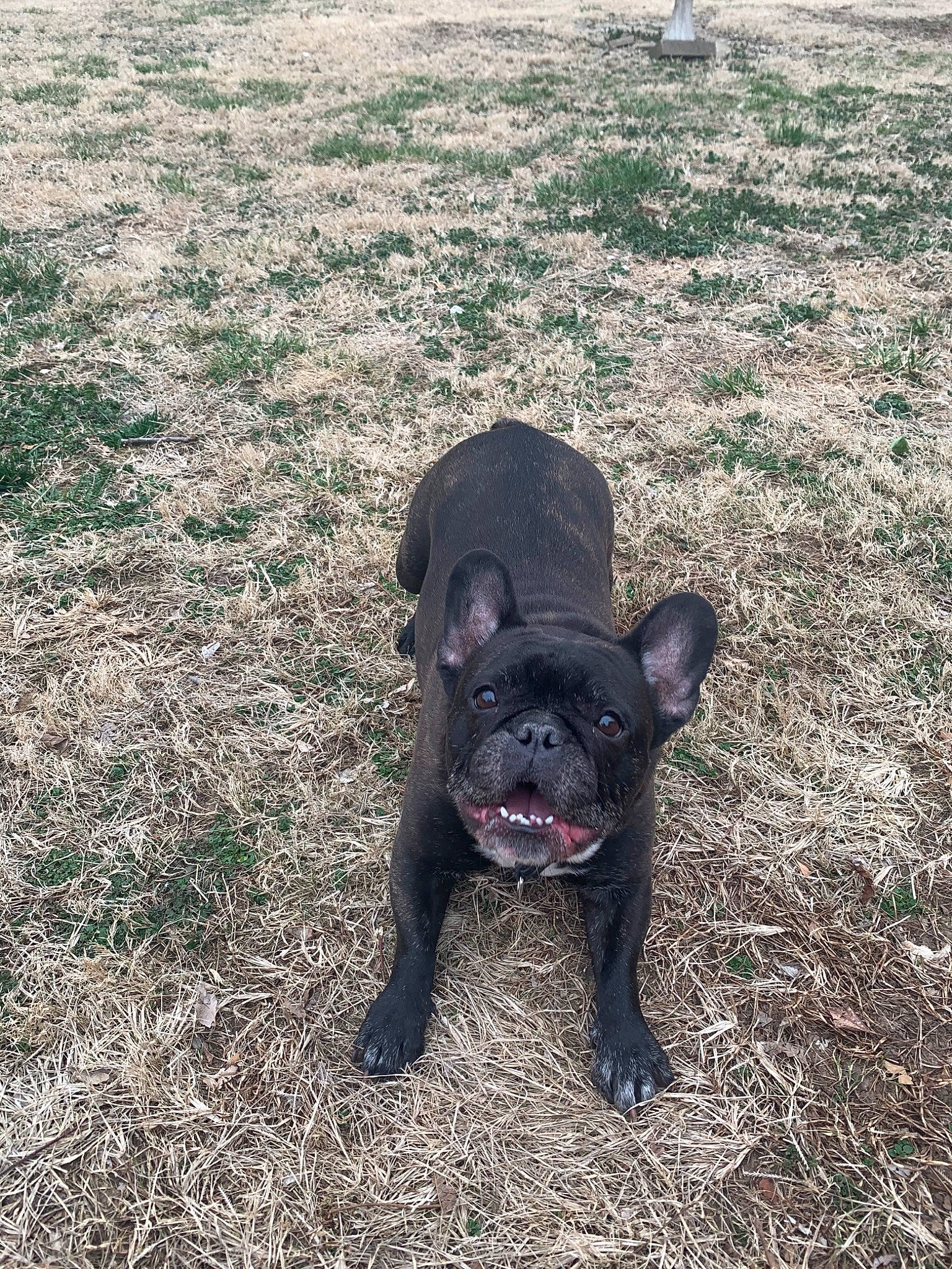 Bubby is registered to the contest to win money with this photo: bulldog, canidae, carnivore, companion_dog, dog, dog_breed, fawn, french_bulldog, grass, mammal, molosser, non_sporting_group, snout, sporting_group, vertebrate