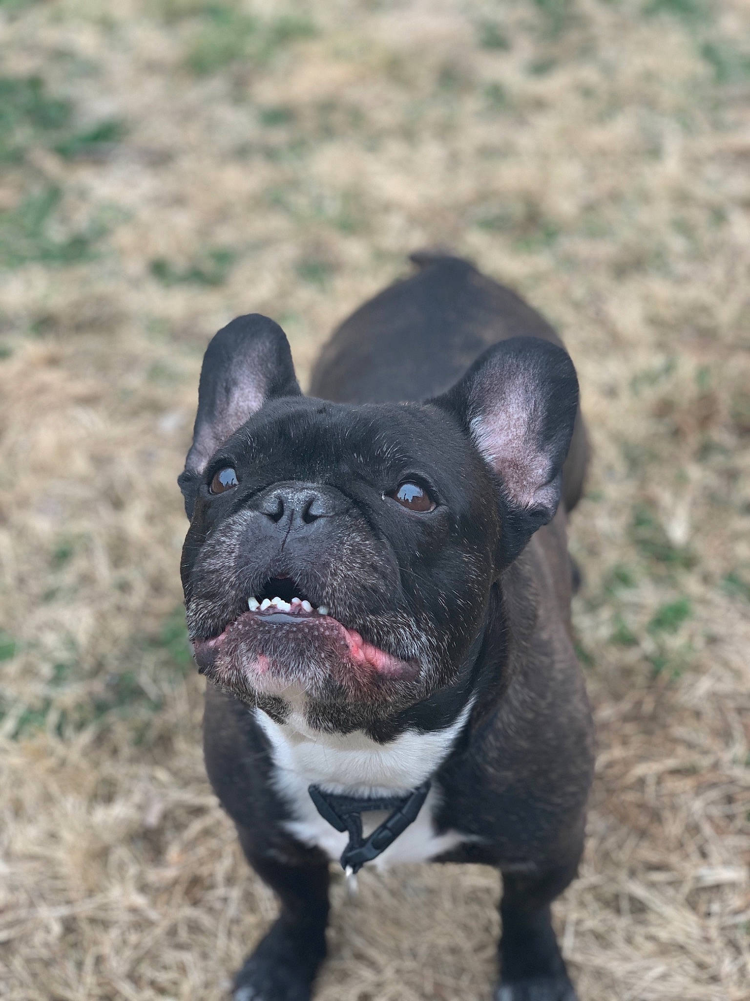 Bubby is registered to the contest to win money with this photo: bulldog, canidae, carnivore, companion_dog, dog, dog_breed, fawn, french_bulldog, grass, mammal, molosser, non_sporting_group, puppy, rare_breed_dog, snout, sporting_group, toy_bulldog, vertebrate, whiskers