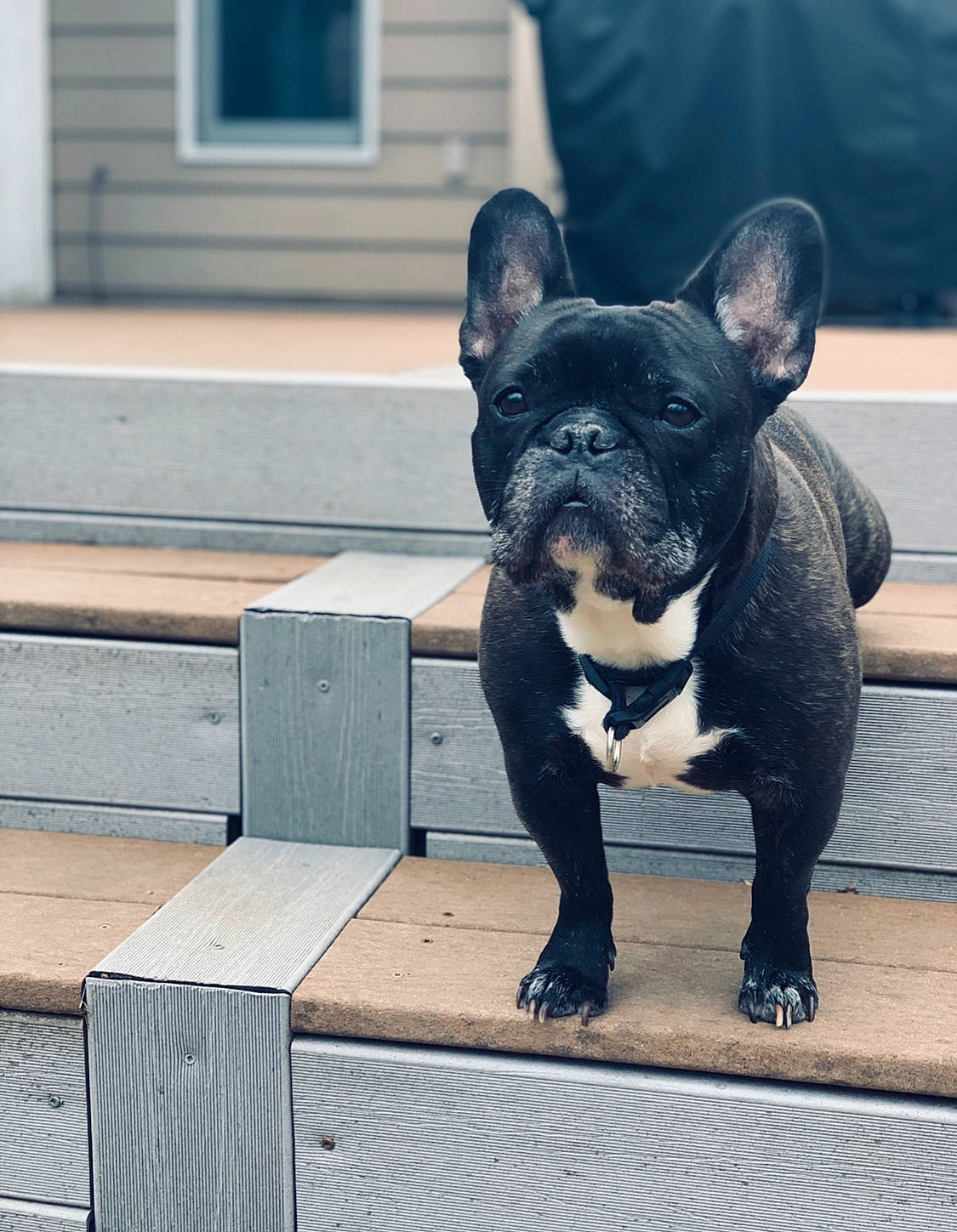 Bubby joined the competition — help win amazing prizes! bulldog, canidae, carnivore, companion_dog, dog, dog_breed, fawn, french_bulldog, mammal, non_sporting_group, puppy, snout, toy_bulldog, vertebrate
