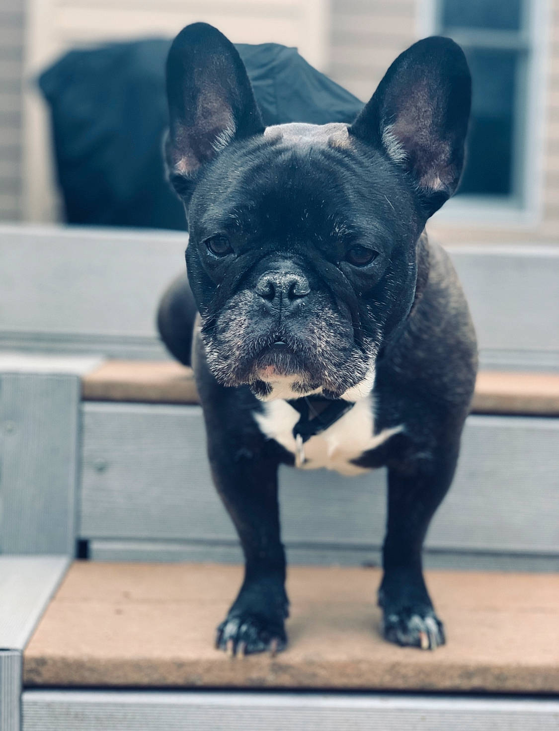 Bubby is registered to the contest to win money with this photo: american_bulldog, bulldog, canidae, carnivore, companion_dog, dog, dog_breed, fawn, french_bulldog, mammal, molosser, non_sporting_group, puppy, rare_breed_dog, snout, toy_bulldog, vertebrate, whiskers