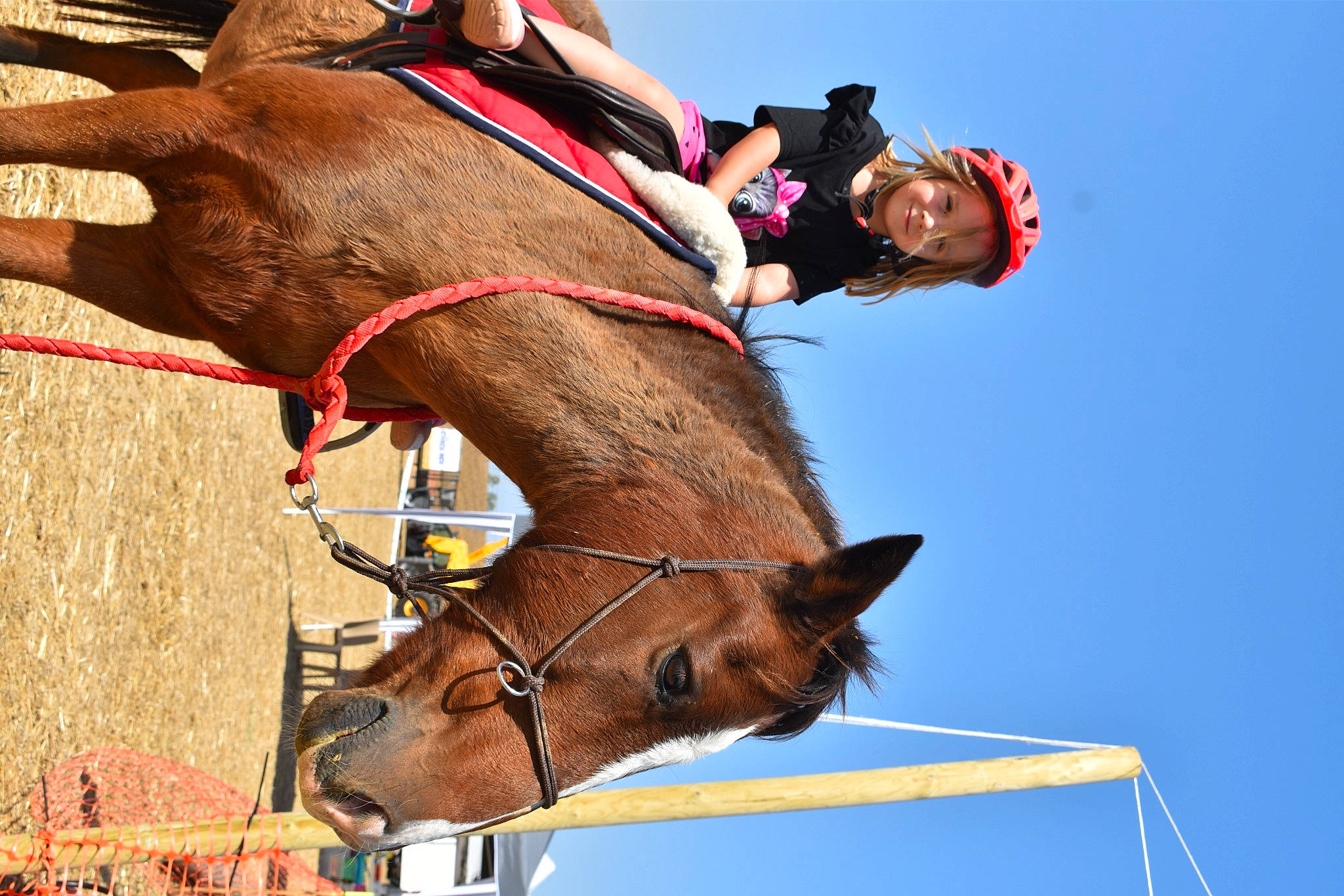 Lindsay participe au concours pour gagner de l'argent avec cette photo : bit, bridle, equestrianism, headwear, horse, horse_supplies, horse_tack, jockey, joy, landscape, liver, livestock, mane, mare, pack_animal, person, recreation, rein, saddle, sky