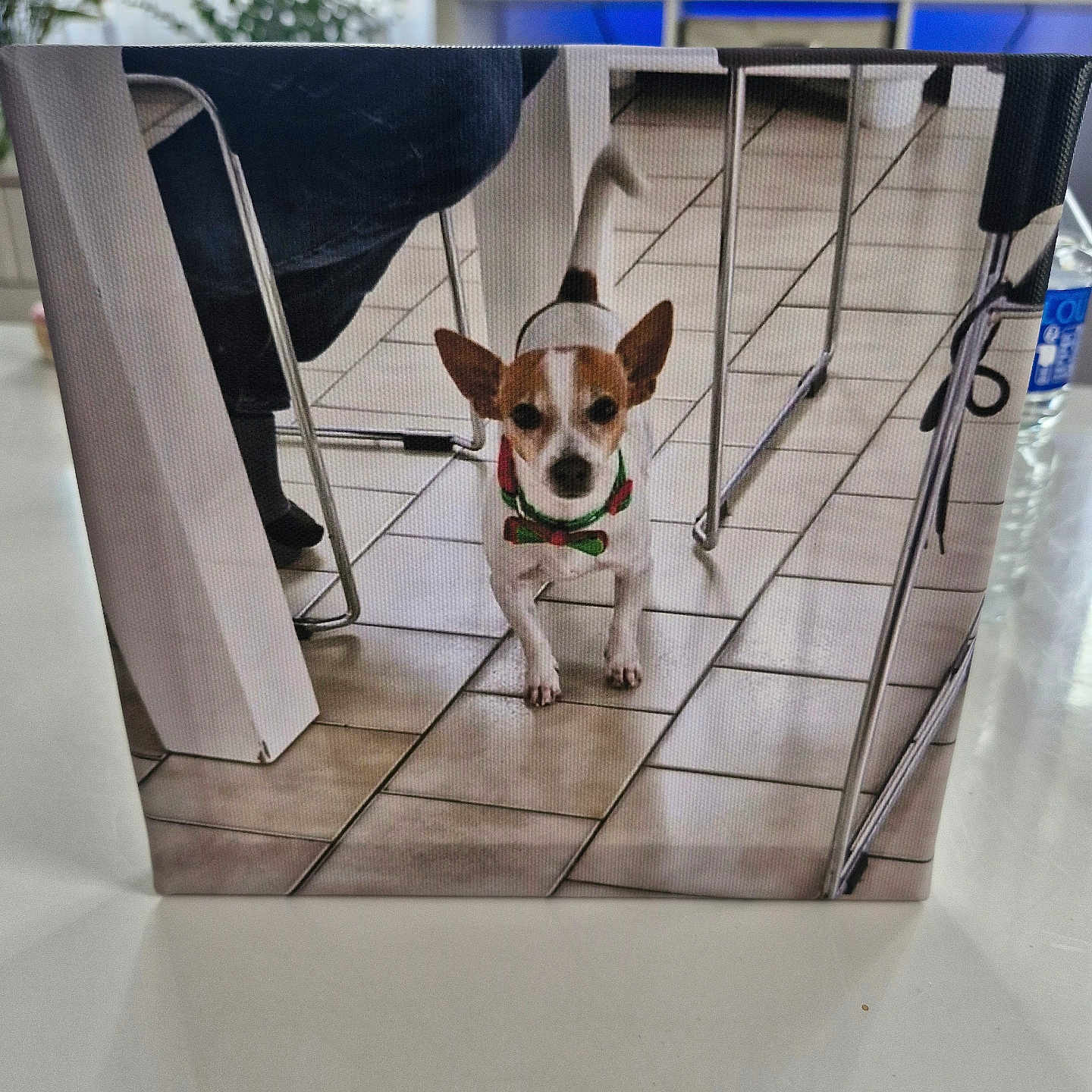 Nino participe au concours pour gagner de l'argent avec cette photo : animal, blurred_background, bowtie, canvas_print, chair, decor, dog, floor_tiles, furniture, greenery, home, indoor, legs, pet, small_dog, table, television, tile_floor, water_bottle, white_floor