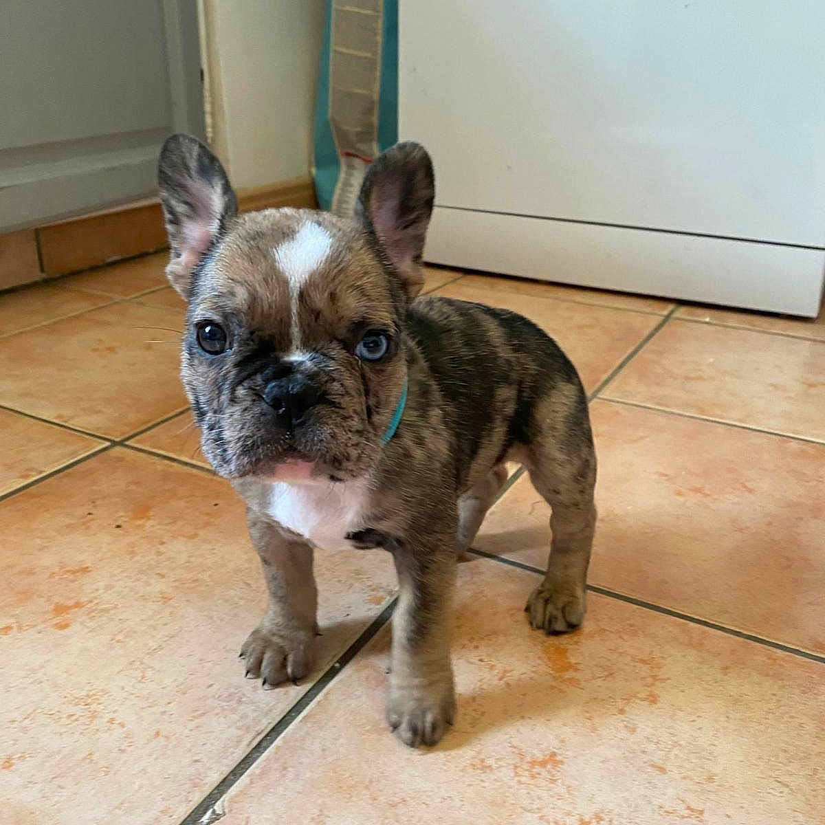 Angel a rejoint le concours — aidez-le/la à gagner de superbes lots ! animal, brindle, collar, companion, curious, cute, dog, domestic, ears, floor, french_bulldog, household, indoor, looking, pet, puppy, small, standing, tile_floor, young